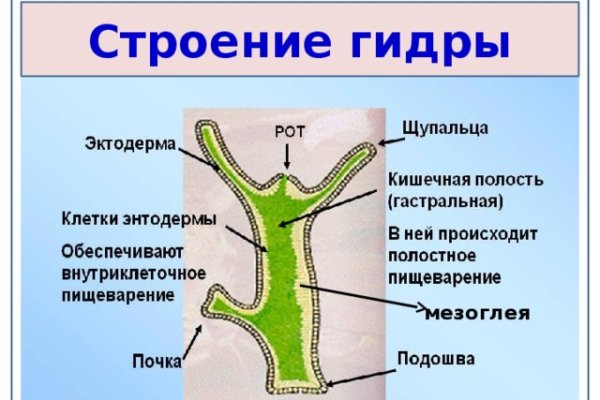 Тор для кракена