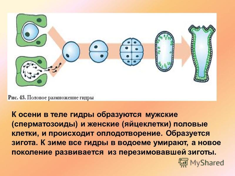 Кракен даркнет kraken014 com